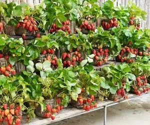 ایده های خلاقانه؛ توت فرنگی رو تو بطری پلاستیکی آب معدنی بکار خروار خروار محصول میده