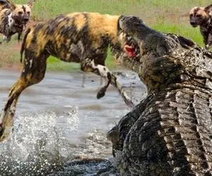 از جذابیت های حیات وحش؛ وقتی تمساح قلدر یهو قاط میزنه و سگ های وحشی رو پاره میکنه