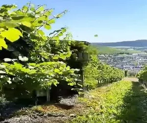 کشاورزی نوین؛ دستگاه درخت هرس کن خودکار ساختن بدون نیاز به اپراتور باغ رو هرس میکنه