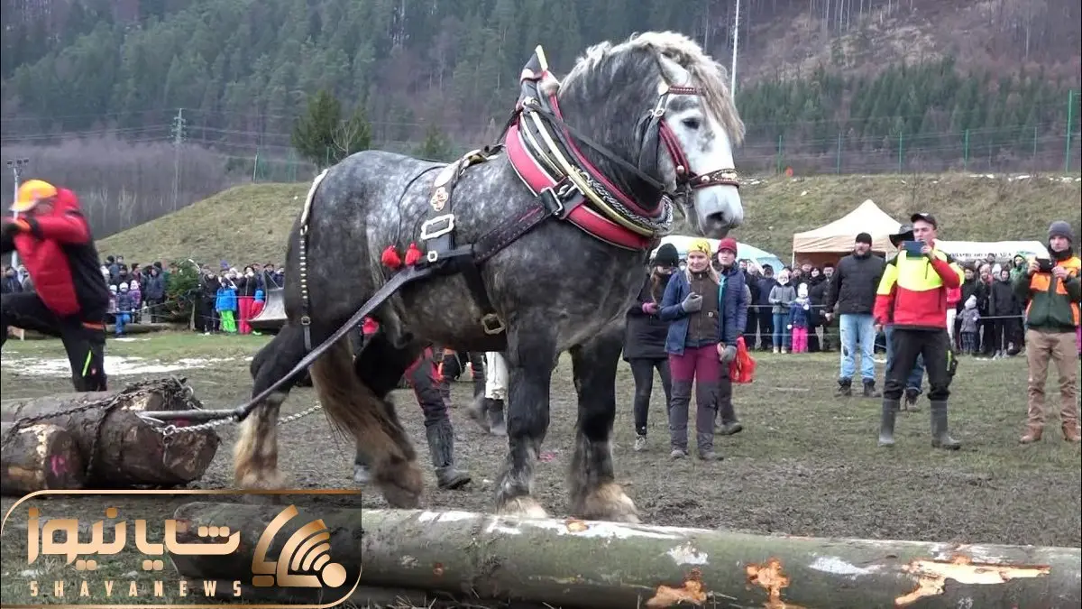 حیوانات غول جثه؛ ببینید این اسب تنومند با چه زور و قدرتی این کنده گنده هارو می کشه