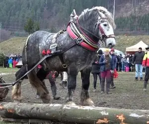 حیوانات غول جثه؛ ببینید این اسب تنومند با چه زور و قدرتی این کنده گنده هارو می کشه