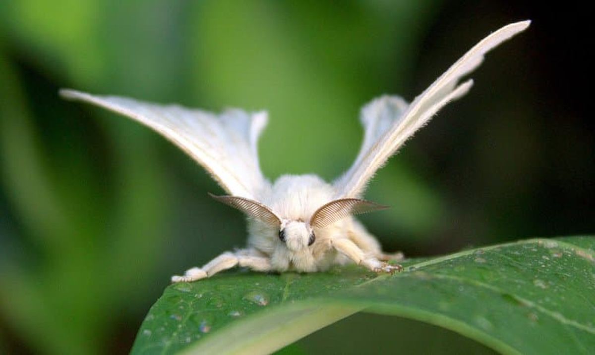bombyx-mori-moth