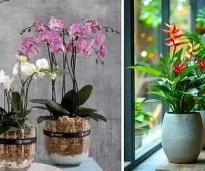 گیاهان آپارتمانی تصفیه کننده هوای آلوده پذیرایی / نور هم نمیخوان چون لایف استایل دارن