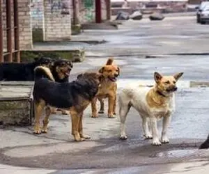 سگ هار ۸ نفر را راهی بیمارستان کرد