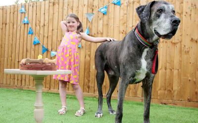 قدبلندترین سگ نر جهان در هشت سالگی مُرد