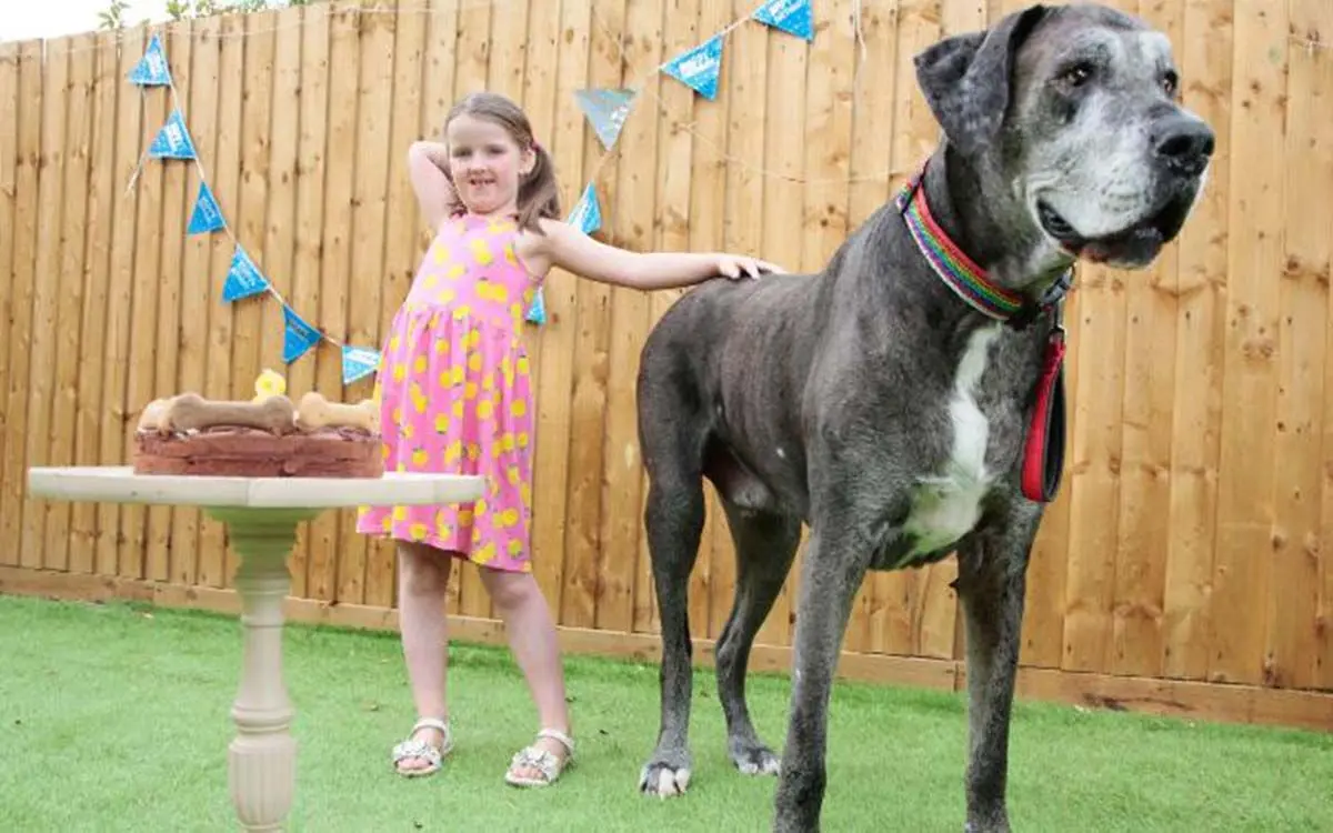210129133910-03-freddy-the-great-dane-exlarge-169
