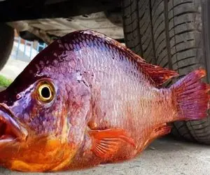 دنیای آبزیان؛ ماهی نحیف واسه رسیدن به دریا تو خشکی شنا میکنه تمام بدنش خونی میشه