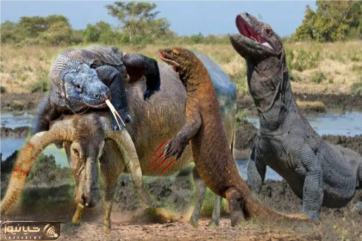 مستند حیات وحش / کومودو ازازیل مقابل چشمان مبهوت بوفالو فرزند را به تاراج برد