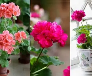 چه نوری برای شمعدانی مناسبِ؟ با این گل خوشگل و جذاب یه خونه رویایی بساز