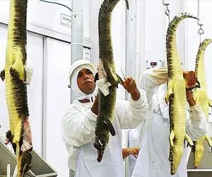 کارخانه حیوانات؛ بعد کارواش پوست کروکودیل رو صاف جدا میکنه واسه دباغی 