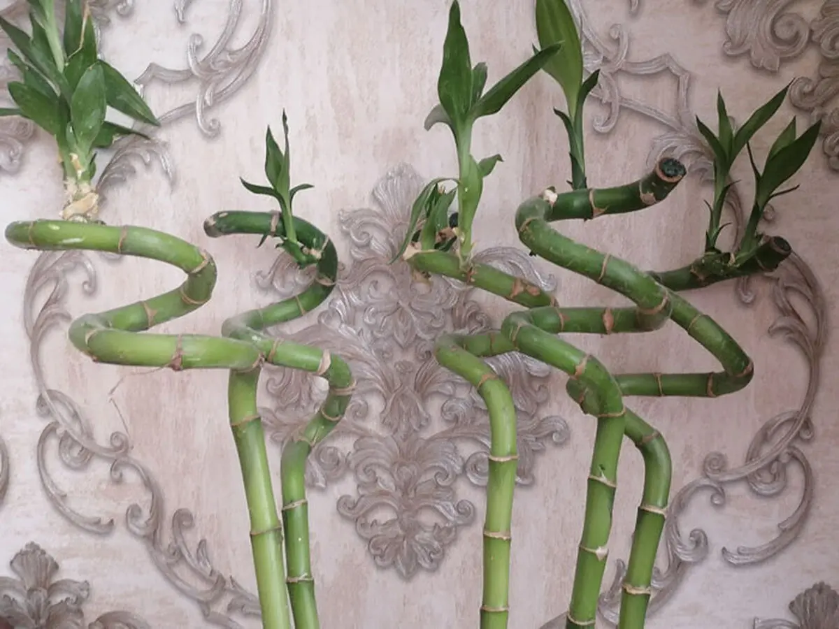 Bamboo-placementFeng-Shui