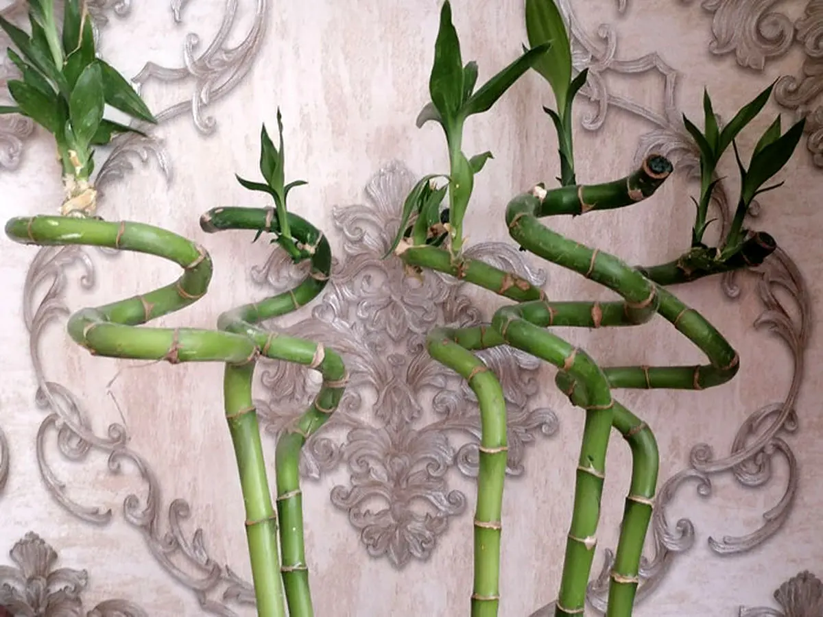 Bamboo-placementFeng-Shui