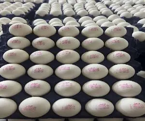 قیمت تخم مرغ امروز پنجشنبه 15 مرداد 1405 + جدول