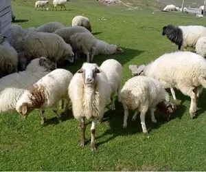 قیمت دام زنده امروز ۱۸ شهریور ۱۴۰۳ / بازار از تب‌ و تاب افتاد! + جدول