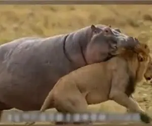 نبض وحش؛ جدل شیر و اسب آبی دهن گشاد بر سر بلع نوزاد اسب آبی