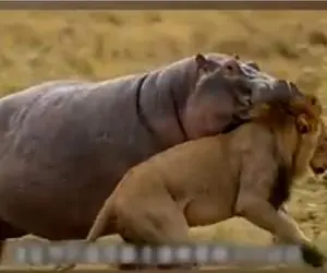 نبض وحش؛ جدل شیر و اسب آبی دهن گشاد بر سر بلع نوزاد اسب آبی