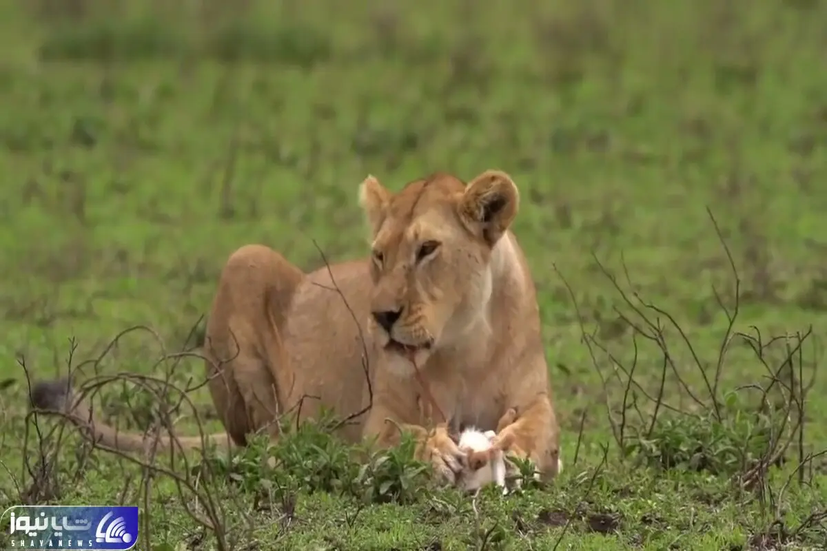 The Lioness eats a baby gazelle alive