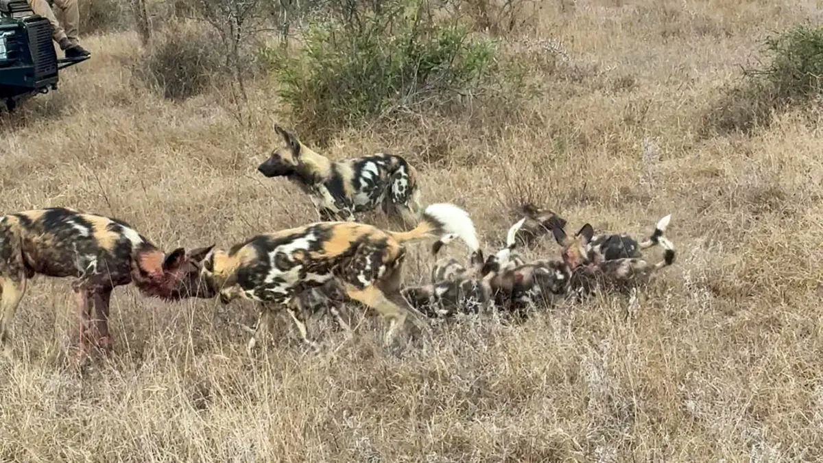 Wild-Dogs-Family-Makes-a-Huge-Noise-During-Reunion-6-1024x576