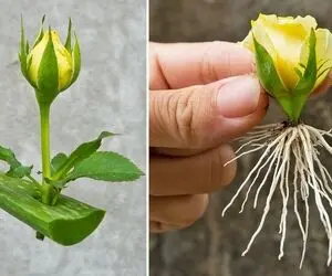 کشاورزی خلاقانه؛ چجوری گل رز رو تکثیر کنیم؟ با آلوئه ورا پیوند بزن عالی میشه