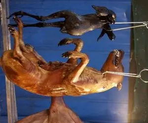 کباب سگ؛ سگ ولگرد نازنازی رو به چهار میخ کشید و تو تنور بریونی کرد واسه فروش