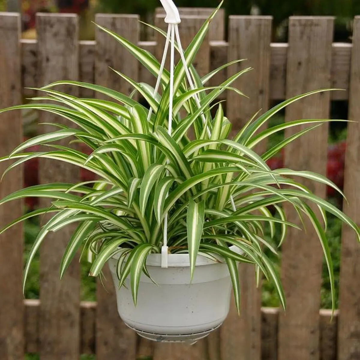 spider-plant-1