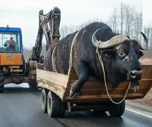 جابه جایی جانکاه؛ گاو نر 650 کیلویی رو برای وضع حمل با بیل مکانیکی بردن کشتارگاه