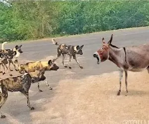 شاهکار حیات وحش / مواجهه ابلهانه خر ساده دل با سگ بدقریحه در کارزار بقا