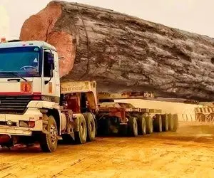 جا به جایی های جانکاه؛ تریلی برای اینکه بار چوب رو از جنگل دربیاره تا تاج رفت زیر آب