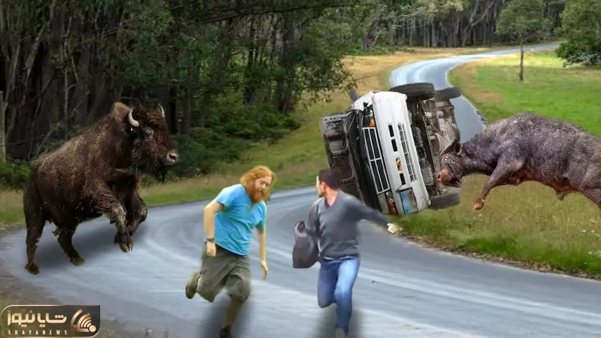 از جذابیت های حیات وحش؛ ببینید بوفالوی خشمگین چطور ماشین گردشگرا رو چپه میکنه