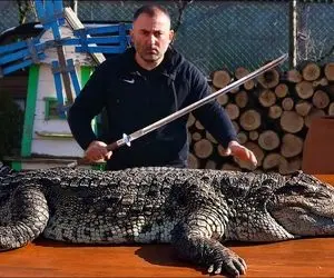 فرآوری و سلاخی کروکودیل که شما پز پوستشو واسه لباستون میدین اینجوری کنده میشه