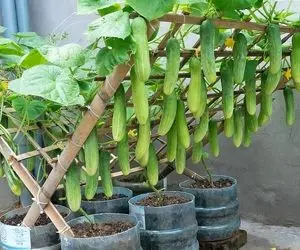 ایده های خلاقانه؛ باغچه نداشته جاش توی بطر ی های پلاستیکی آب خیار کاشته محشر شده