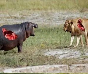 مستند حیات وحش؛ اسب آبی سر شیر را میزند