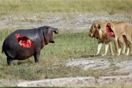 مستند حیات وحش؛ اسب آبی سر شیر را میزند