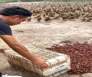 دامداری نوین؛ غذای اردکا سرشار از پروتئینه گوشتشون لذیذتر میشه ولی چندشه وول میخورن