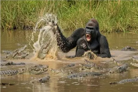 مستند حیات وحش؛ گوریل سیاه برای حفظ زندگی خودش و بچش زور بازو بکار میگیره