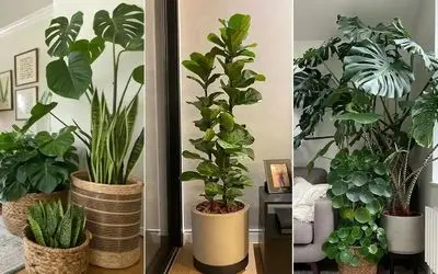 راهکار عملی و اثبات شده برای افزایش رشد گیاهان آپارتمانی با استفاده از قرص ضد بارداری