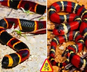 کارخانه حیوانات؛ 15 مار زیبا و مرگبار که تعریفتان را عوض و جادو میکنند