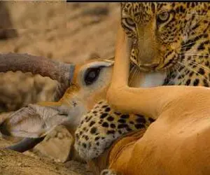 لحظه ناب شکار؛ پلنگ چگونه طعمه‌اش را غافلگیر کرد؟