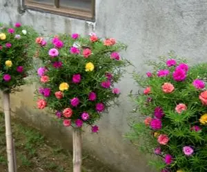 ایده های خلاقانه؛ چطور با بطری های پلاستیکی باغچه عمودی بسازیم؟ واسه تراس و حیاط عالی