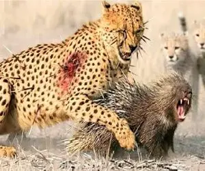 مستند حیات وحش / حمله سرعتی پلنگ به جوجه تیغی بادشو خالی میکنه