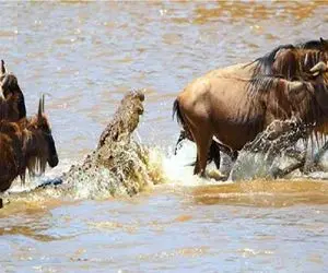 مستند حیات وحش / کل های یالدار زدن به آب تمساح یه درشتشونو سوا کرد