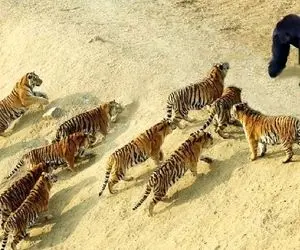 از جذابیت های حیات وحش؛ شگفت انگیزترین لحظات محاربه حیوانات وحشی در طبیعت بکر