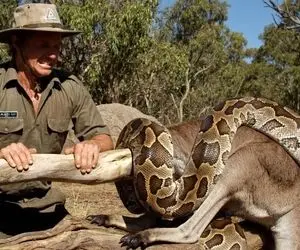 حیات وحش مصنوعی؛ کانگورو برای نجات مادرش از چنگ پیتون غول شجاعت به خرج داد