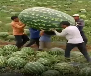 کشاورزی نوین؛ تو هند هندونه کاشتن ده نفری باید کولش کنن تقه بخوره میترکه