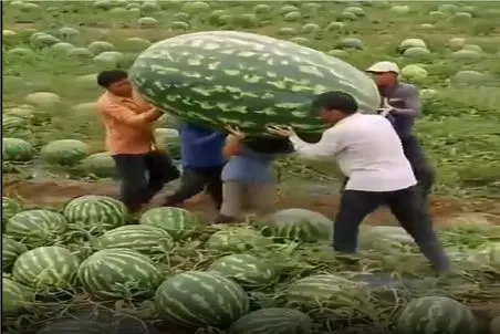 کشاورزی نوین؛ تو هند هندونه کاشتن ده نفری باید کولش کنن تقه بخوره میترکه