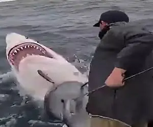 معماری طبیعت؛ بچه نهنگ مادر رو شکار کردن جوری به شکر خوندن انداختشون اون سرش ناپیدا