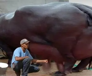 فرآوری گاو؛ این گاو از بس تو وجودش شیر داره انگار وصل به چشمه