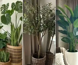 گیاهان آپارتمانی مقاوم در برابر نور کم؛ خونت زیر زمین تاریکم باشه بازم اینا رشد میکنن
