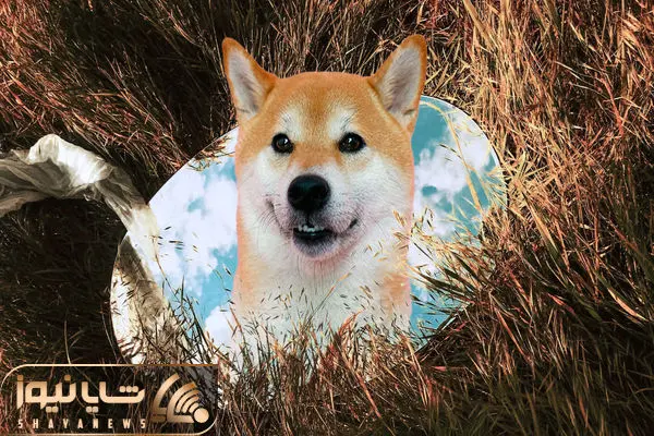 Shiba Inu