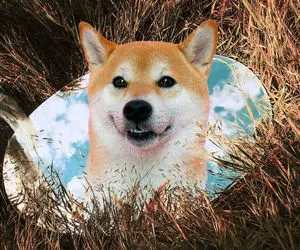 داستانی مشکوک از شیبااینو!